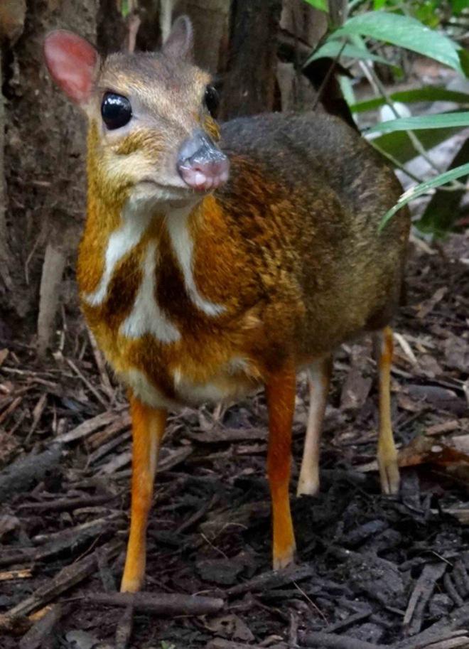 The Lesser Mouse-deer © Burma Boating